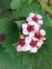 Spiraea morrisonicola