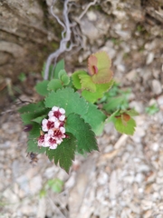 Spiraea morrisonicola