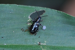 Lema concinnipennis