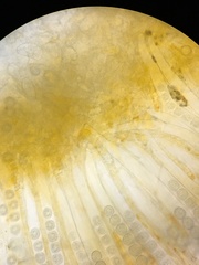 Ramsbottomia asperior