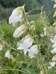 Campanula alliariifolia
