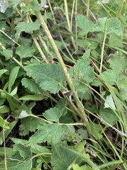 Campanula alliariifolia