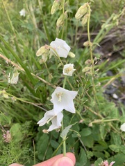 Campanula alliariifolia