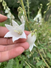 Campanula alliariifolia