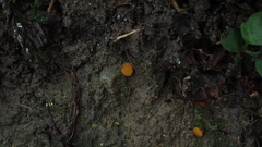 Ramsbottomia asperior