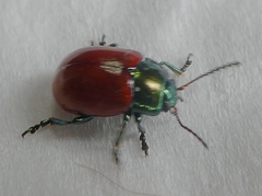 Chrysolina polita