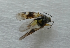 Pterygota