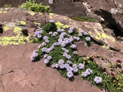 Globularia repens