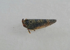 Pterygota