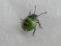 Palomena prasina