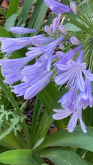 Agapanthus praecox