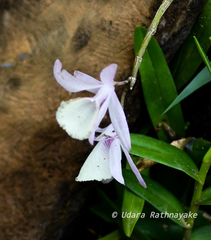Dendrobium aphyllum