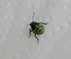 Palomena prasina