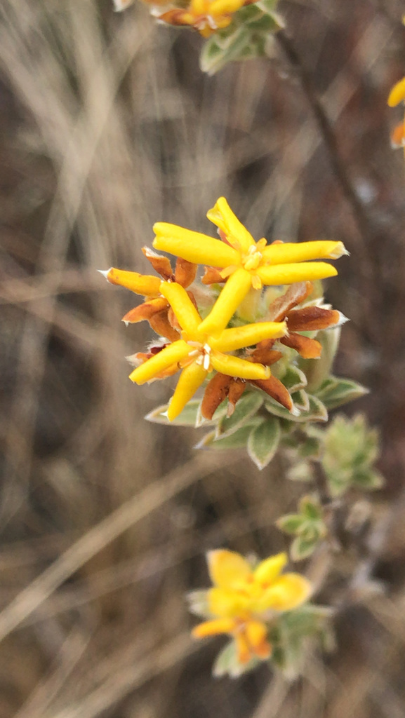Highveld Curryflower