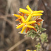 Highveld Curryflower - Photo (c) Tam, some rights reserved (CC BY-SA), uploaded by Tam