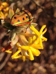 Lasiosiphon canoargenteus