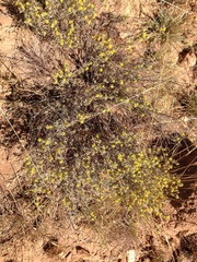 Lasiosiphon canoargenteus