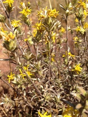 Lasiosiphon canoargenteus