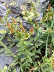 Hypericum orientale