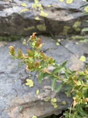 Hypericum orientale