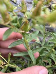 Hypericum orientale