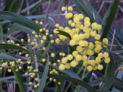 Acacia macradenia