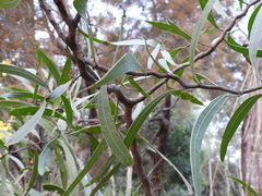 Acacia macradenia