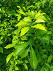 Acalypha siamensis