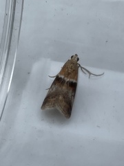 Acrobasis repandana