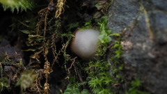 Trichophaea woolhopeia