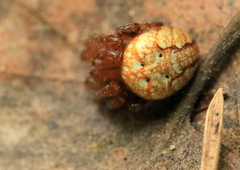 Araneus alsine
