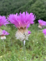 Psephellus caucasicus