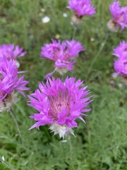 Psephellus caucasicus