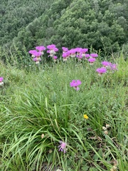 Psephellus caucasicus