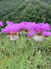 Psephellus caucasicus