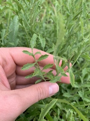 Psephellus caucasicus