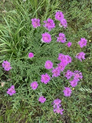 Psephellus caucasicus