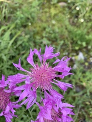 Psephellus caucasicus