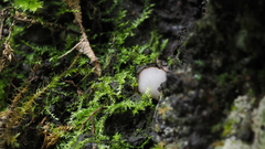 Trichophaea woolhopeia