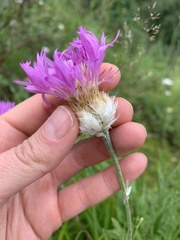 Psephellus caucasicus