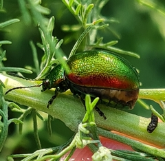 Chrysolina graminis
