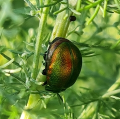 Chrysolina graminis