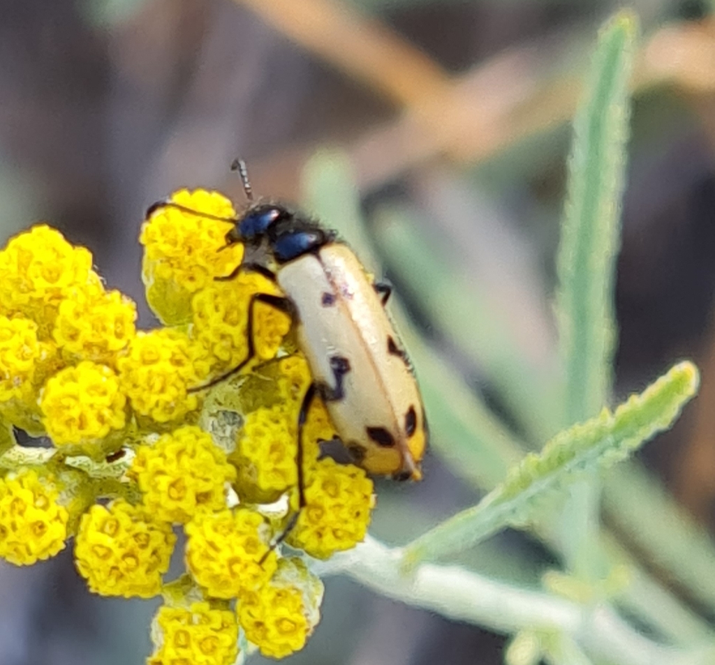 Mylabris geminata