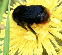 Bombus rupestris