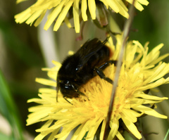 Bombus rupestris