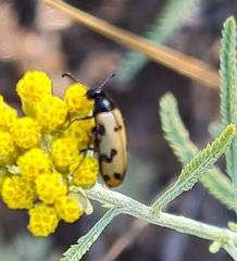 Mylabris geminata