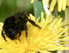 Bombus rupestris
