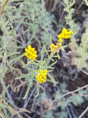 Achillea micrantha