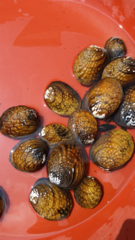 Aculamprotula coreana