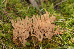 Phaeoclavulina flaccida